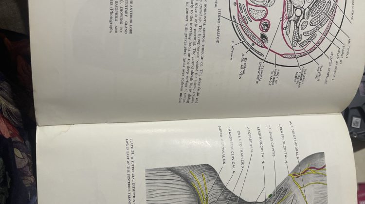 Anatomy Regional and Applied